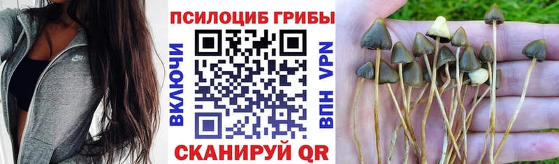 где можно купить наркотик  Крым  Галлюциногенные грибы Psilocybe 